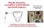 CREAVIT Sphinx závěsné WC s integrovaným bidetem, SP320